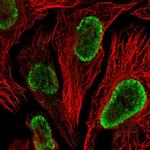 WSCD2 Antibody in Immunocytochemistry (ICC/IF)