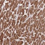 BERP Antibody in Immunohistochemistry (Paraffin) (IHC (P))