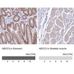 MRP3 Antibody