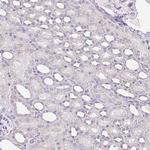 LFG Antibody in Immunohistochemistry (Paraffin) (IHC (P))