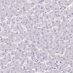 LFG Antibody in Immunohistochemistry (Paraffin) (IHC (P))