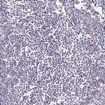 LFG Antibody in Immunohistochemistry (Paraffin) (IHC (P))