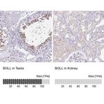 BOLL Antibody