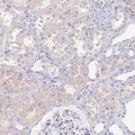 BOLL Antibody in Immunohistochemistry (Paraffin) (IHC (P))