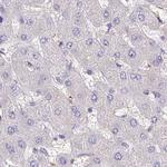 BOLL Antibody in Immunohistochemistry (Paraffin) (IHC (P))