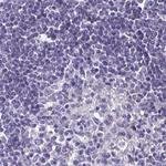 BOLL Antibody in Immunohistochemistry (Paraffin) (IHC (P))