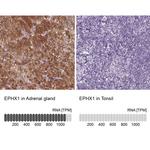 EPHX1 Antibody