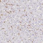 PYCARD Antibody in Immunohistochemistry (Paraffin) (IHC (P))