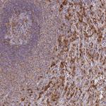 PYCARD Antibody in Immunohistochemistry (Paraffin) (IHC (P))