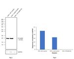 PYCARD Antibody