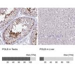 POLB Antibody