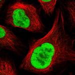 RFC4 Antibody in Immunocytochemistry (ICC/IF)