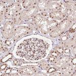 RFC4 Antibody in Immunohistochemistry (Paraffin) (IHC (P))