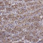 CNGA3 Antibody in Immunohistochemistry (Paraffin) (IHC (P))