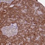 DAND5 Antibody in Immunohistochemistry (Paraffin) (IHC (P))