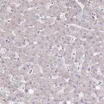 FMRP Antibody in Immunohistochemistry (Paraffin) (IHC (P))