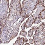 FMRP Antibody in Immunohistochemistry (Paraffin) (IHC (P))