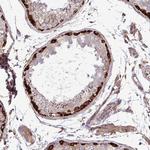 FMRP Antibody in Immunohistochemistry (Paraffin) (IHC (P))