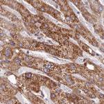 HSDL2 Antibody in Immunohistochemistry (Paraffin) (IHC (P))