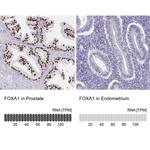 FOXA1 Antibody