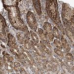 EGFL7 Antibody in Immunohistochemistry (Paraffin) (IHC (P))