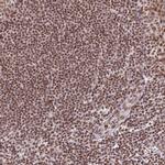 NFYA Antibody in Immunohistochemistry (Paraffin) (IHC (P))