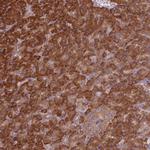 eIF3j Antibody in Immunohistochemistry (Paraffin) (IHC (P))