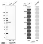 ALDH3A1 Antibody