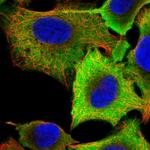 ALDH3A1 Antibody in Immunocytochemistry (ICC/IF)