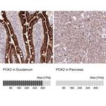 PCK2 Antibody