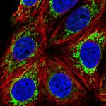 PCK2 Antibody in Immunocytochemistry (ICC/IF)