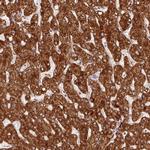 PCK2 Antibody in Immunohistochemistry (Paraffin) (IHC (P))