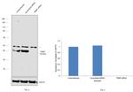 TRBP Antibody in Western Blot (WB)