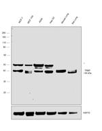 TRBP Antibody in Western Blot (WB)