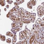 Calponin 3 Antibody in Immunohistochemistry (Paraffin) (IHC (P))