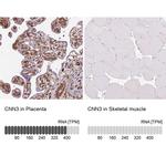 Calponin 3 Antibody