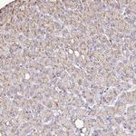 Catalase Antibody in Immunohistochemistry (Paraffin) (IHC (P))