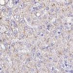 Catalase Antibody in Immunohistochemistry (Paraffin) (IHC (P))