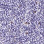 Catalase Antibody in Immunohistochemistry (Paraffin) (IHC (P))