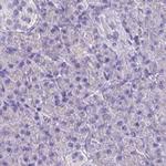 Catalase Antibody in Immunohistochemistry (Paraffin) (IHC (P))