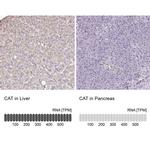 Catalase Antibody