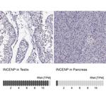 INCENP Antibody