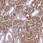 Diazepam Binding Inhibitor Antibody in Immunohistochemistry (Paraffin) (IHC (P))