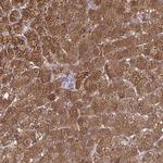 Diazepam Binding Inhibitor Antibody in Immunohistochemistry (Paraffin) (IHC (P))