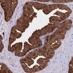 Diazepam Binding Inhibitor Antibody in Immunohistochemistry (Paraffin) (IHC (P))