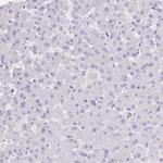 Drebrin Antibody in Immunohistochemistry (Paraffin) (IHC (P))