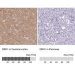 Drebrin Antibody