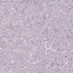 CaMKII alpha Antibody in Immunohistochemistry (Paraffin) (IHC (P))