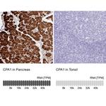 Carboxypeptidase A1 Antibody