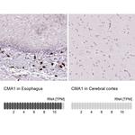 Mast Cell Chymase Antibody